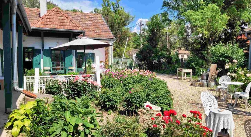 Egy kis rózsás csoda a Cserhát dombjai között
