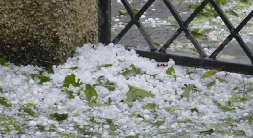 Jég verte el a kertet? A sérült levelek azonnali levágása nem mindig jó döntés