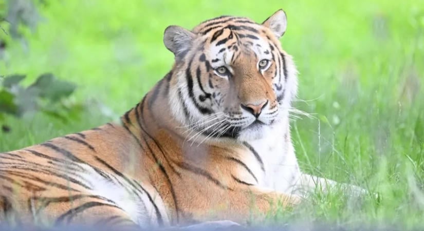 Megrázó titokra derült fény a tigris áldozatáról, megszólalt a 23 éves férfi családja