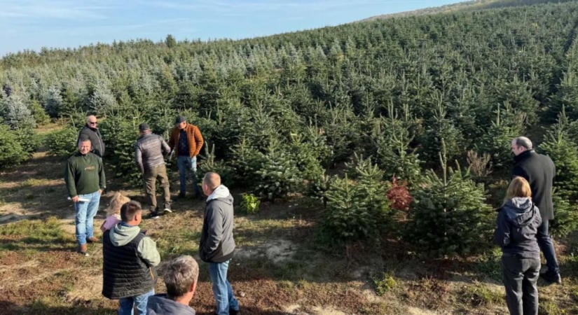 Több magyar fenyőt a karácsonyi piacra: összefognak a hazai termelők