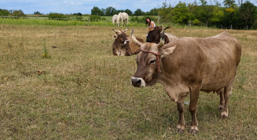 Elfogyó gazdák, hízó birtokok: koncentráció a magyar agráriumban