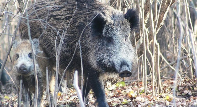Ez a kár egész évben fenyeget - reménytelennek tűnik a védekezés ellene, pedig vannak jó módszerek