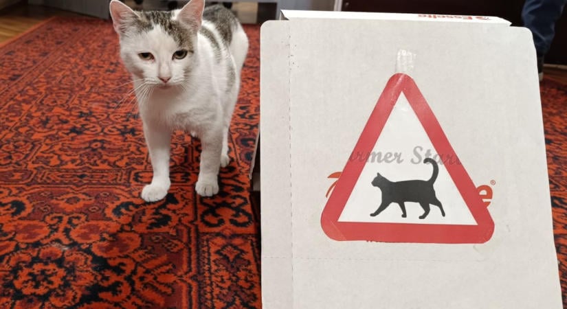 Mindenki kedvence lett a községháza cicája, még saját figyelmeztető táblája is van