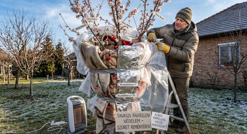 Mandulát a kertbe? A tétényi fajtáktól a kemény héjú klasszikusokig – melyiket válaszd?