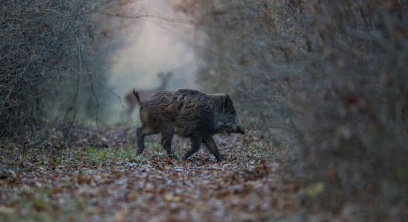 Figyelem, erdőlátogatási korlátozás lesz Sopron környékén - mutatjuk, mikor, hol