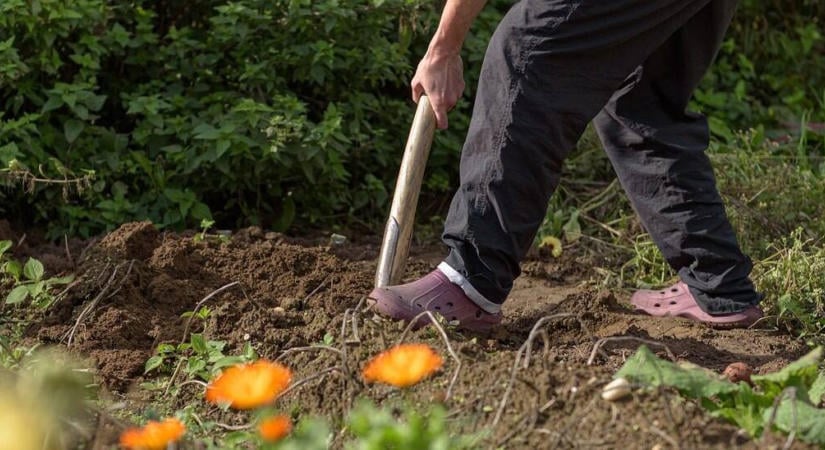 Tényleg szükséges felásni a veteményest? – A talajbolygatás nélküli kertészkedés tudománya