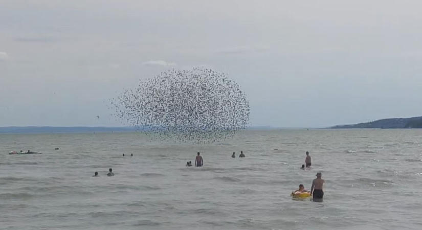 Lenyűgöző látvány Balatonfűzfőn: seregélyek tánca kápráztatta el a strandolókat (videó)