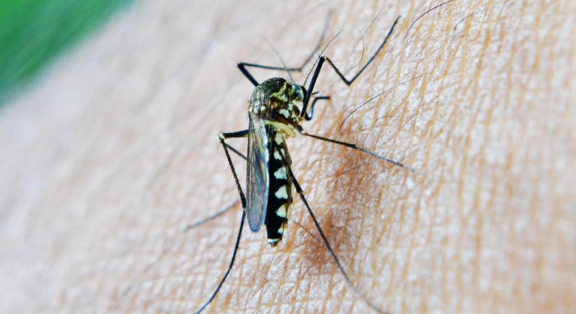 Földi szúnyoggyérítést végeznek szeptember harmadikán a kerületben