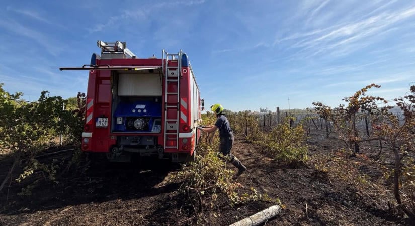 Szőlőkben pusztított a tűz Nemesnádudvar határában, összefogtak a helyiek  fotók