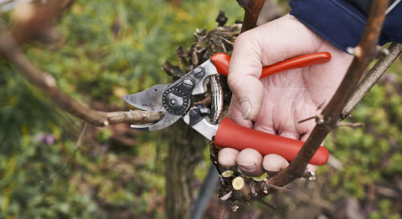 Hogyan szűrhetők ki a hamisított metszőollók? Az eladás helye sokat elárul…