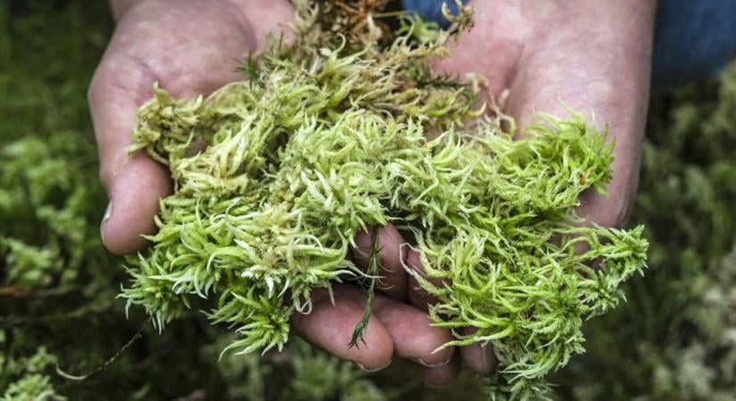 Ki vesz meg fél tonna mohát? Meglepő, mire használják az erdők lopott kincsét