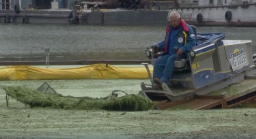 Több száz tonna békalencsét szedtek ki a Bodrogból, kiderült, honnan kerülhetett a folyóba – videóval
