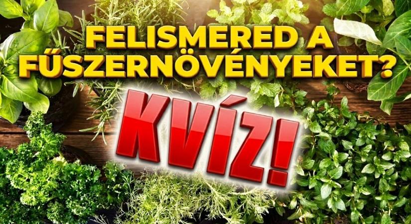 Gasztro kvíz: Tudod, hogyan néz ki a majoránna és a kakukkfű a kertben? Vajon felismernéd?