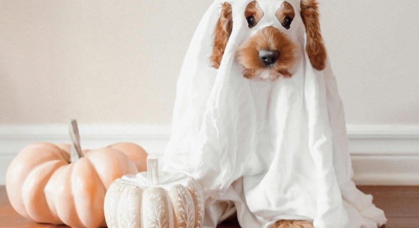 5 ok, amiért ne öltöztesd be a kutyád halloween jelmezbe, bármilyen cuki is lenne