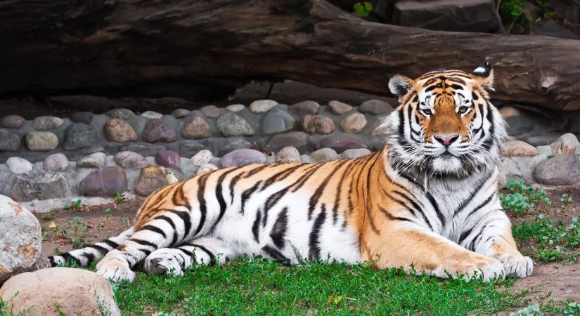 Egy tigris darabokra tépett egy pásztort