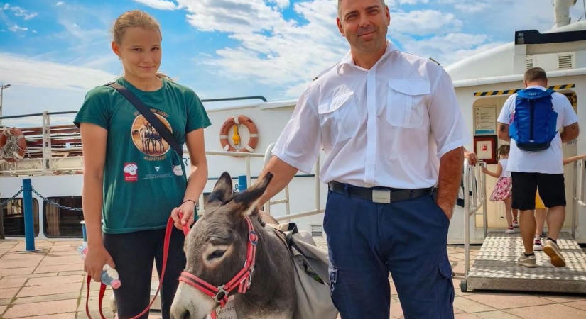 Hajóskapitánnyal is találkozott már Foki, az ország leghíresebb csacsija