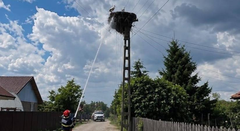 Kigyulladt a villanyoszlop, melyen gólyák fészkeltek