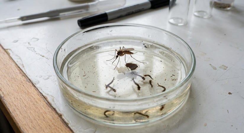 A klímaváltozás és a nyugat-nílusi láz európai kihívásai