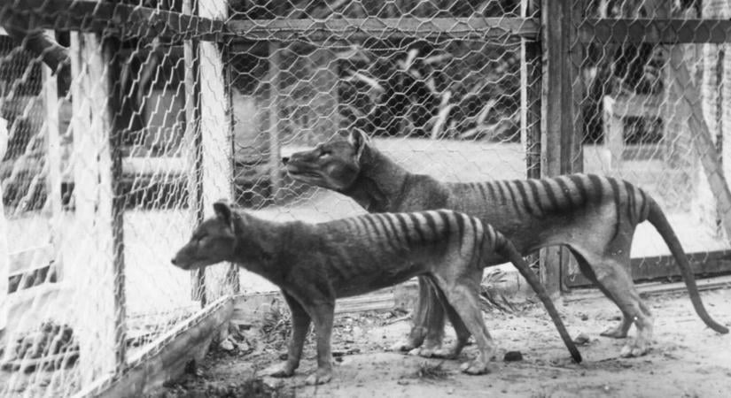 1936-ban fogságban halt meg az állat utolsó példánya, de kutatók még csak most fedezték fel múltját