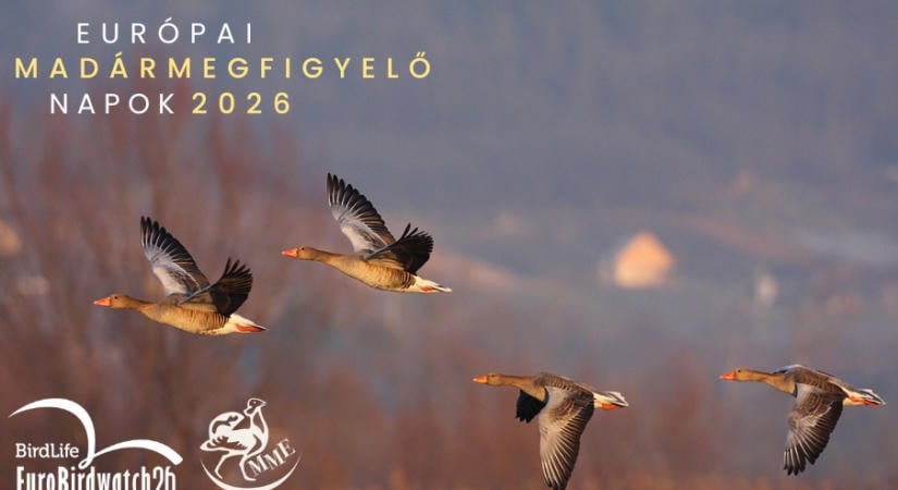 34. Európai Madármegfigyelő Napok rendezvénysorozat – 2026. október 3-4.