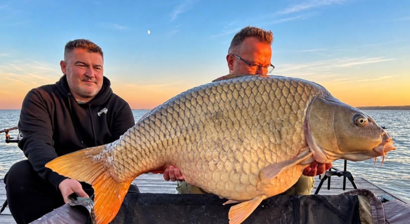 Egy csaknem 33 kilós pontyóriást fogott a pécsi pecás a Balatonból – hárman emelték ki a vízből a kapitális halat