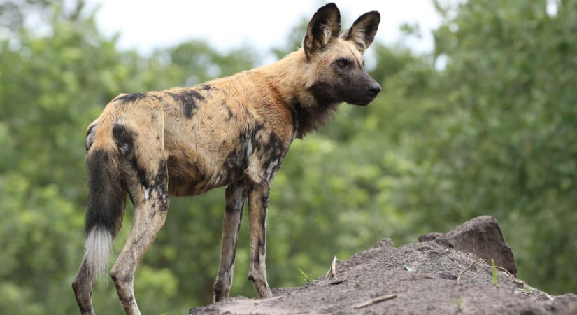 Elképesztő utat tett meg három vadkutya Afrikában