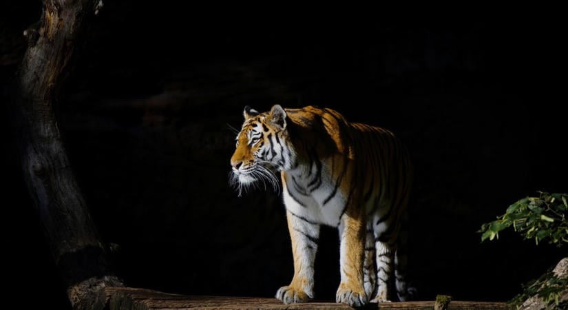 Állatkerti horror: tigris marta halálra az őrült férfit