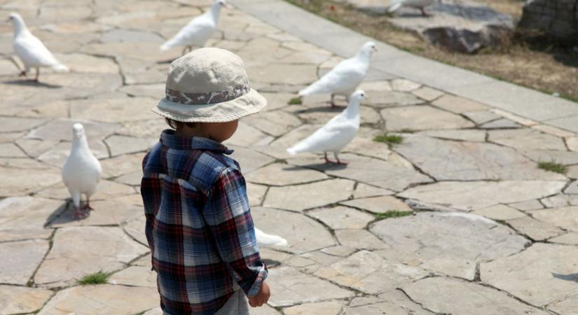 Galambkergetés reggeli relaxációként