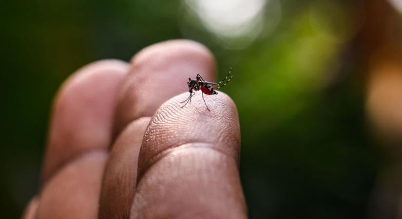 Hiába a rekordaszály, még mindig támadnak a szúnyogok – ez áll a háttérben