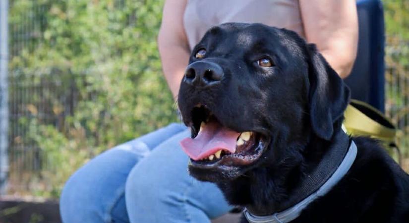 Drámai percek a Tisza-tónál: pitbull jellegű kutya támadt egy vakvezetőkutyára