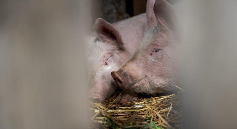 Sertéspestis miatt adott ki figyelmeztetést a Nébih