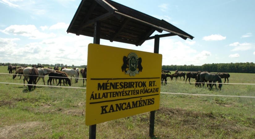 Új vezérigazgatót keres a kormány a Nemzeti Ménesbirtok élére