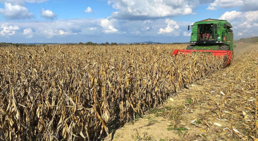 Itt az újabb veszedelem, a soha nem látott aszály miatt aflatoxinos lehet a megmaradt kukorica