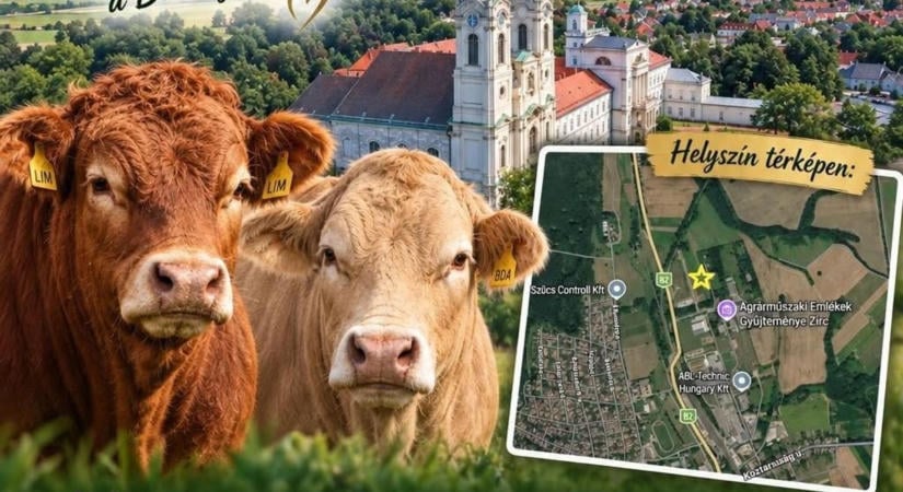 Ilyen még nem volt a Bakonyban! Rangos vendégeket kap a híres aranygulya, ingyenes programok várnak (képek)