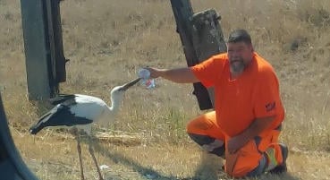 Megszólalt a Blikknek a gólyasuttogó közutas: "Rögtönöznöm kellett, hogy meg tudjam itatni a gólyát"