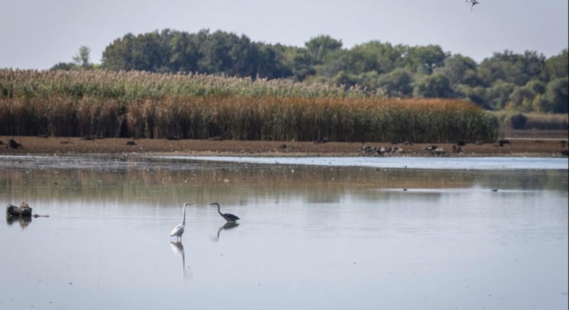 Ezt látnod kell! Elképesztő formákat rajzolt a természet a Tisza-tó kiszáradt medrében – fotók