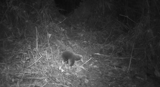 Lencsevégre kapták a kihaltnak hitt Attenborough-hangyászsünt
