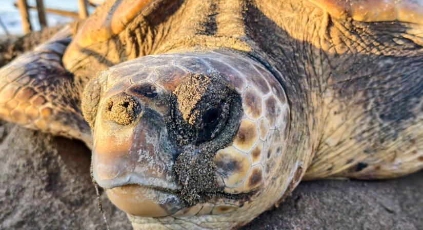 70 kilós teknős terrorizálja a nyaralókat a horvát tengerparton