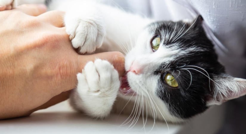 Miért harap játék közben a macska? Sokan félreértik