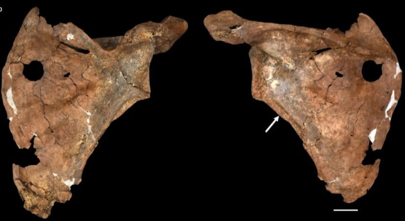 Egy új bizonyíték arra utal, hogy a neandervölgyiek többet háborúzhattak, mint azt a kutatók eddig gondolták