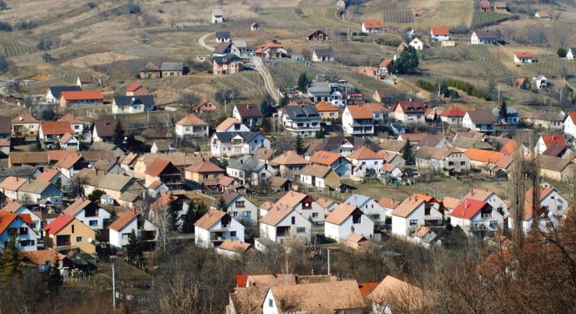 Kivágják az emblematikus fát a baranyai településen, forgalomkorlátozás is lesz