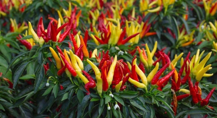 A chilipaprikát nem muszáj kidobni ősszel – jövőre sokkal korábban teremhet