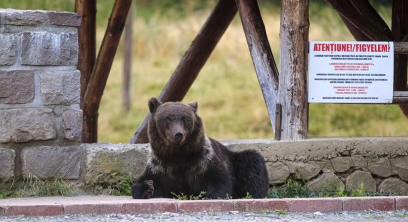 Három hónap maradt 86 medvére – Háromszéken nem teljesíthető a megelőzési kvóta