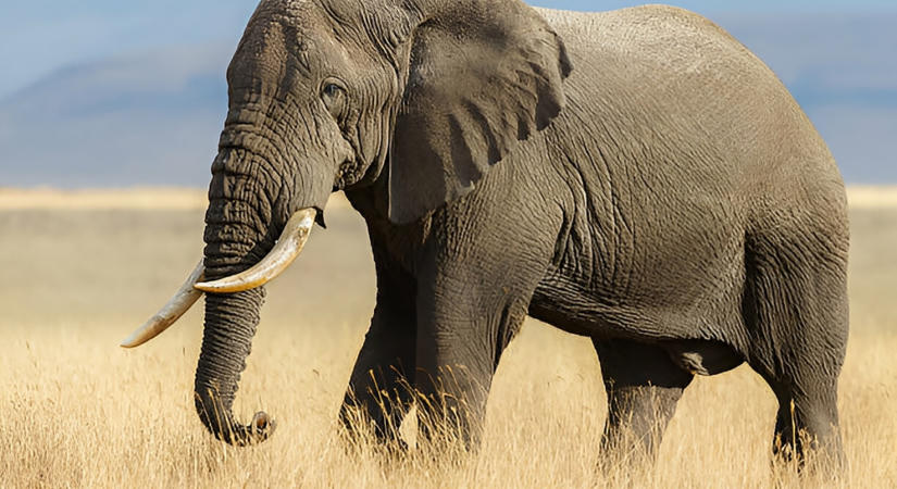 Halálos elefántbetegség tombol Kenyában
