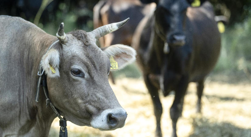 Megszüntették az agrárkamara tisztviselőinek juttatásait