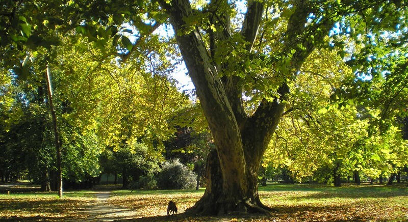 Éjszakai permetezés kezdődik Egerben a vadgesztenye- és platánfák védelméért