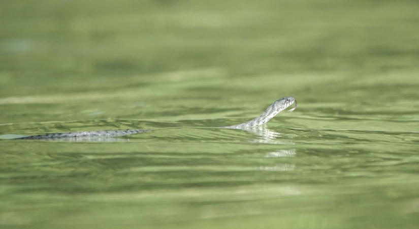 Elsőfokú viharjelzés van érvényben a Balatonnál