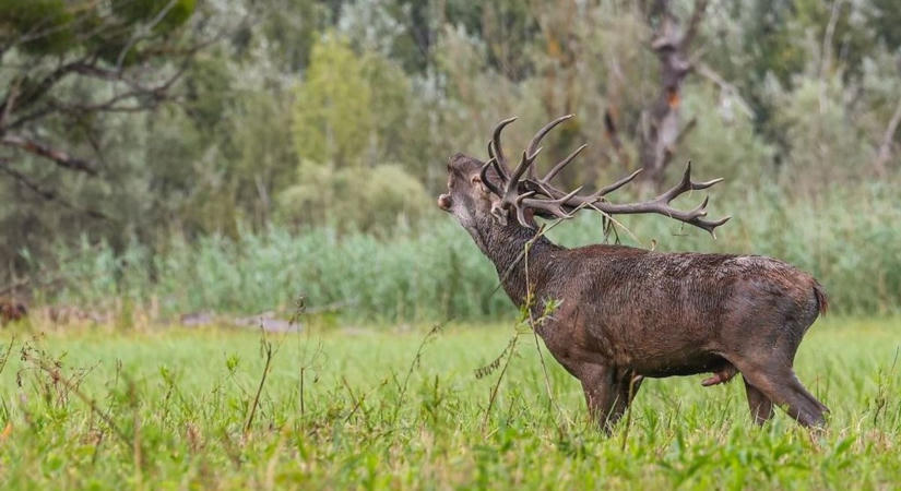 Vigyázat, erdőlátogatási tilalom lépett életbe Gemencben – csak néhány órára nyitják meg az erdőt