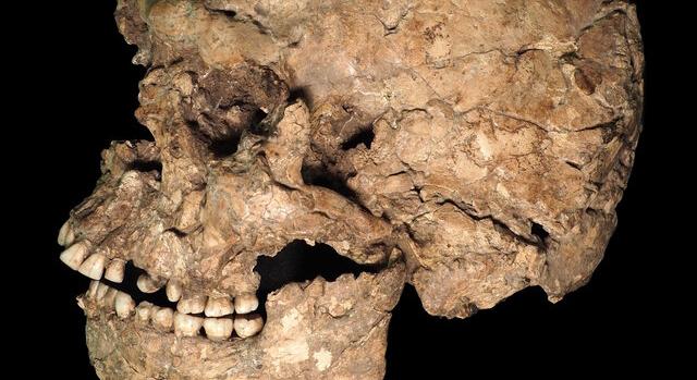 Erőszak nyomait azonosították egy ősi Homo sapiens állkapcsán