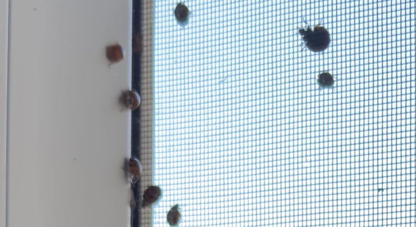 Így védekezhetsz ősszel a katicainvázió ellen – Hamar ellepik a lakást, ha nem figyelsz